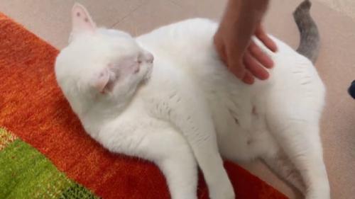 「もう終わり」とハクちゃんを撫でる次男さんの手