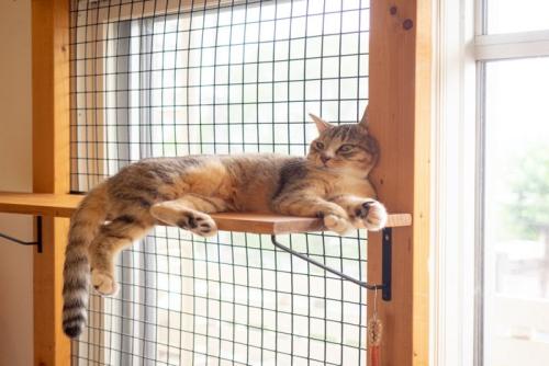 ネットが張られた窓の近くにいる猫