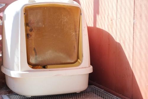 日光があたるトイレに入る猫