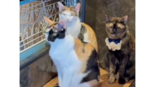 3匹の猫