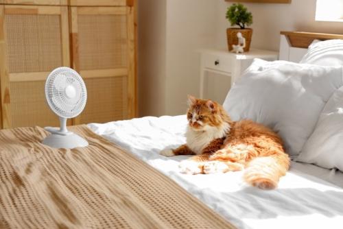 白いソファでくつろぐ猫