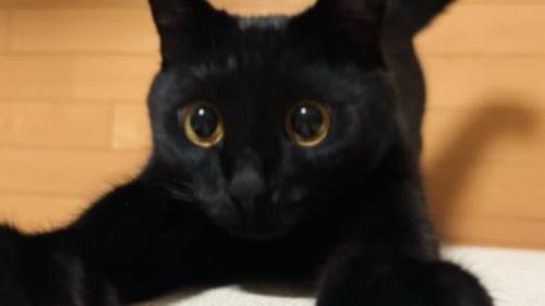 室内にいる猫