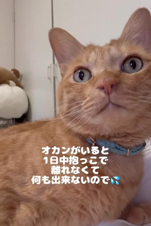 どこかを見つめる猫