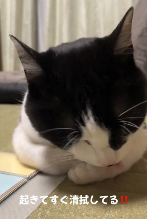 グルーミングするトトくん