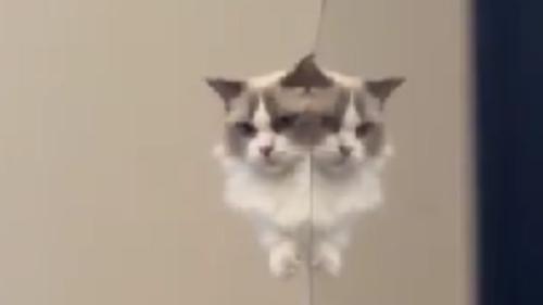 キャットタワーにいる猫