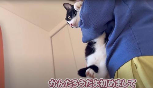 女性に抱っこされる猫