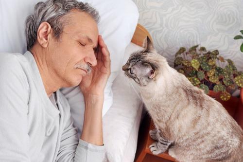 寝ている男性を見ている猫