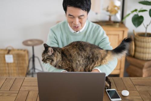 パソコンの前に座り込む猫