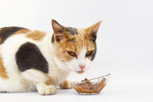 こちらを見ながらフードを食べる猫