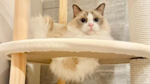 キャットタワーにいる猫