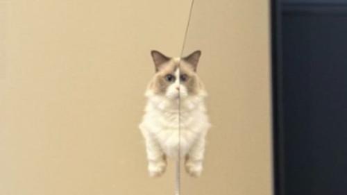 キャットタワーにいる猫