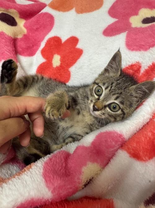 なついた子猫