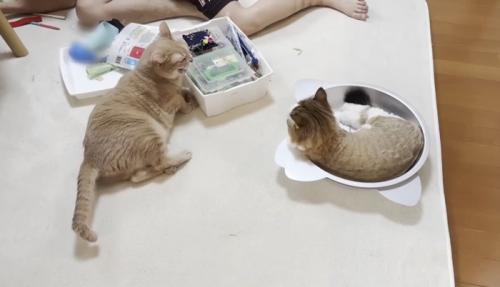 シャー