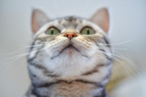ぷっくりマズルの猫