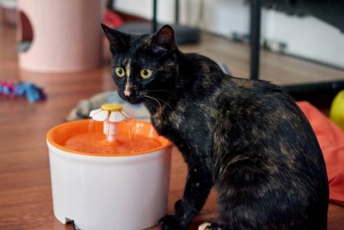 水を飲む猫