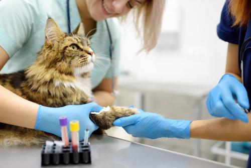 猫の採血