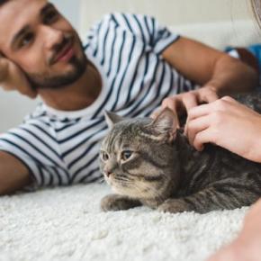 コロナ禍に突然現れ、最高の家族になった猫　実は『自らの死を偽装』していた！　