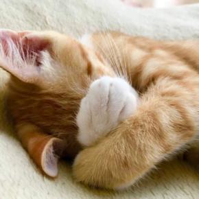 猫にも『恥ずかしい』という感覚はある？失敗をゴマかす行動に見られる、本当の理由