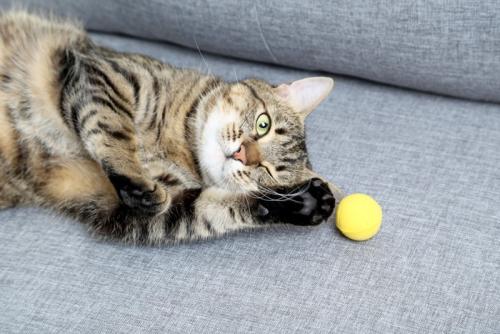 ソファーで寝転ぶ猫とボール
