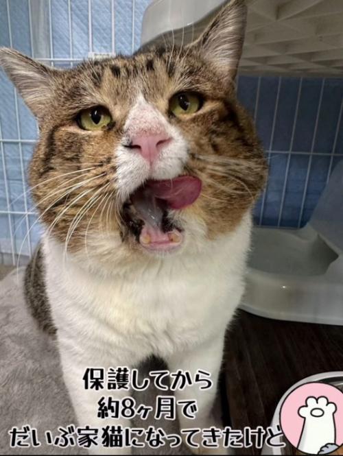 口を開ける猫