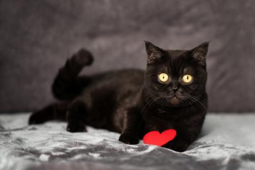 赤いハートを持った黒猫