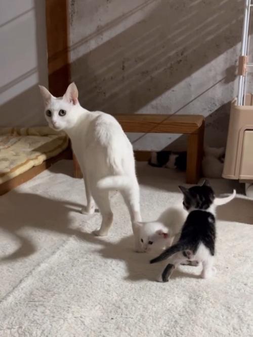 母猫と2匹の子猫