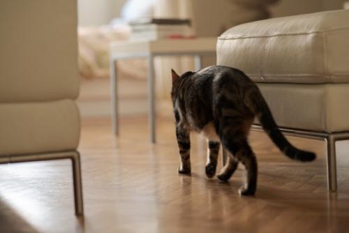 部屋をうろつく猫