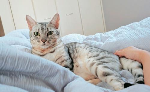 寝そべる猫