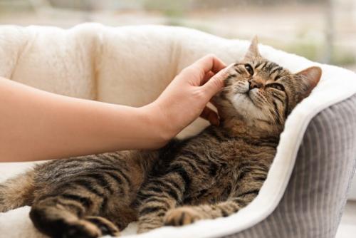 猫ベッドの猫