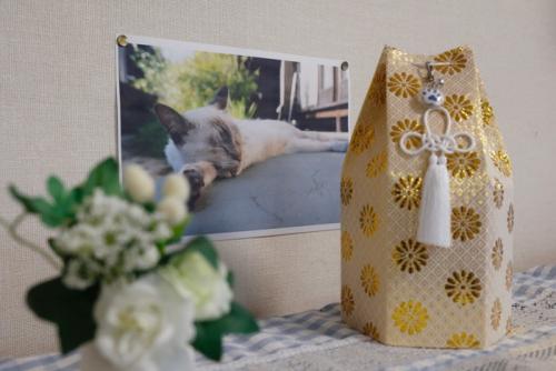 猫の遺骨と写真