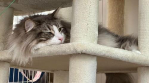 室内にいる猫