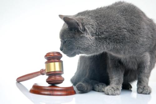 猫と裁判官の槌イメージ