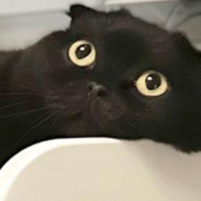 夏の暑い日に『猫が向かった先』とは……まさかの『特等席』で涼んでいる光景に16万いいね「とっても羨ましいｗ」「溶けてて爆笑した」
