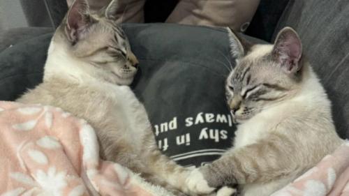 一緒に眠る猫