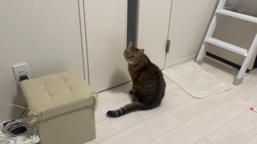 訴える猫