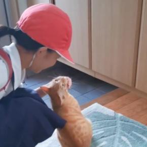 小学校から子どもたちが帰ってくると……『お出迎えする猫』の様子が尊すぎると29万再生「幸せな気持ちになった」「映画のようで涙が出た」