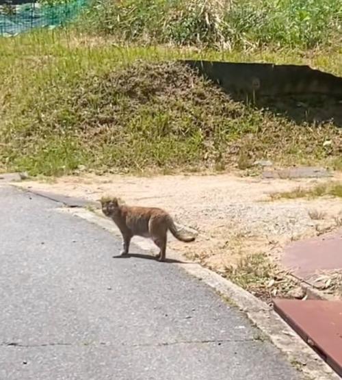 振り返る猫