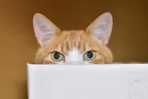 様子をうかがう猫
