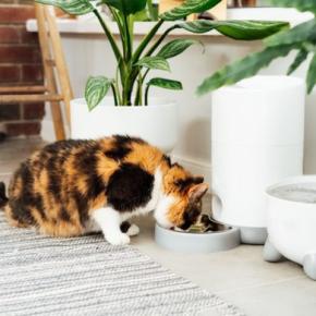 猫と『無理なく暮らす』ための3つのアイデア　猫と実現したい“サステナブル”な暮らしとは？