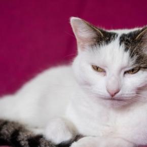 『ゴキゲンななめな愛猫』のなだめ方3選　対応を失敗したら、もっと機嫌が悪くなるかも…？
