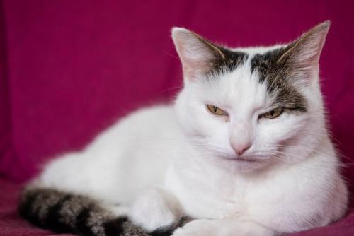 不満顔の猫