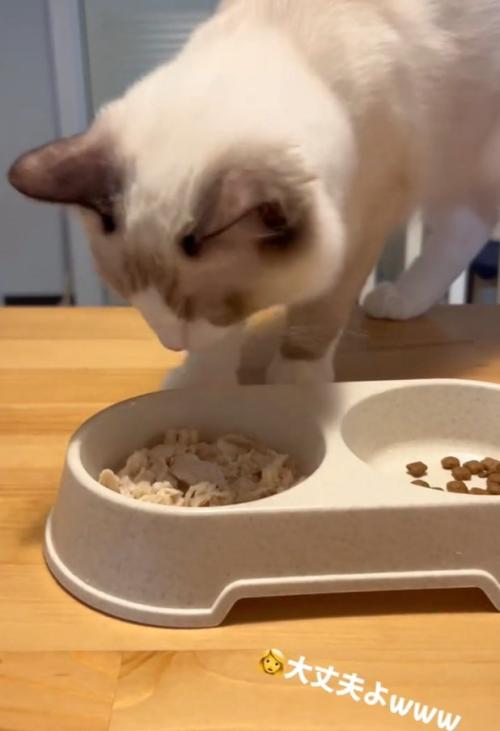 確認するシェルちゃん