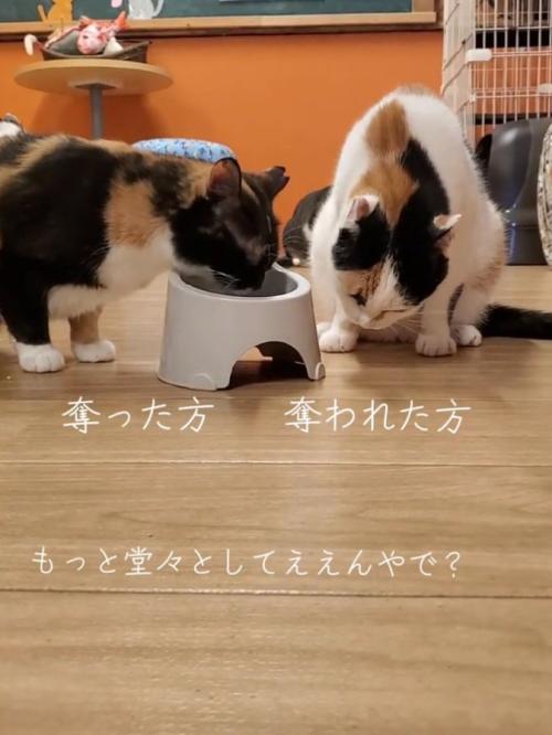 二粒目を食べる猫