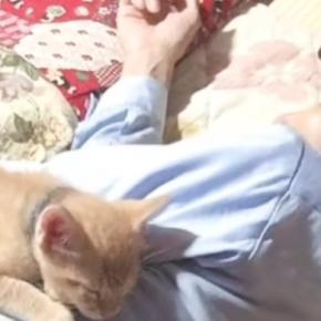 寝ているおじいちゃんの『上』を見てみたら……幸せあふれる『子猫の様子』に癒される人が続出「大好きなんだね」「可愛いにもほどがある」