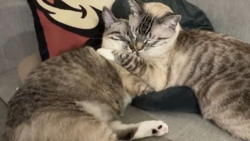 一緒に眠る猫