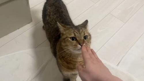 説得される猫