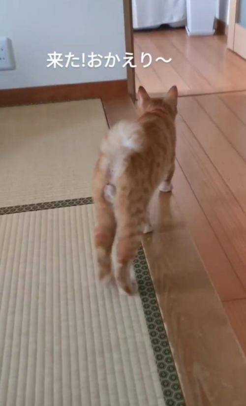 歩いている猫