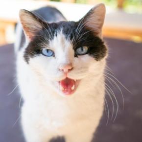 愛猫が『鳴いている理由がわからない』…そんなときに、まず見るべきポイント4選