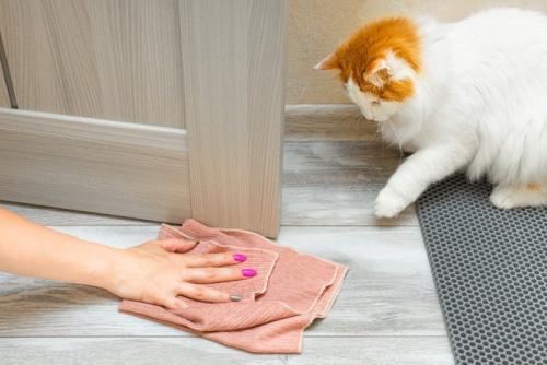 おしっこを処理する女性の手と猫