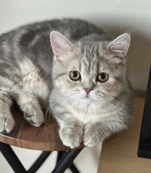 座る猫